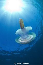 Jellyfish in the sun... by Nick Thake 